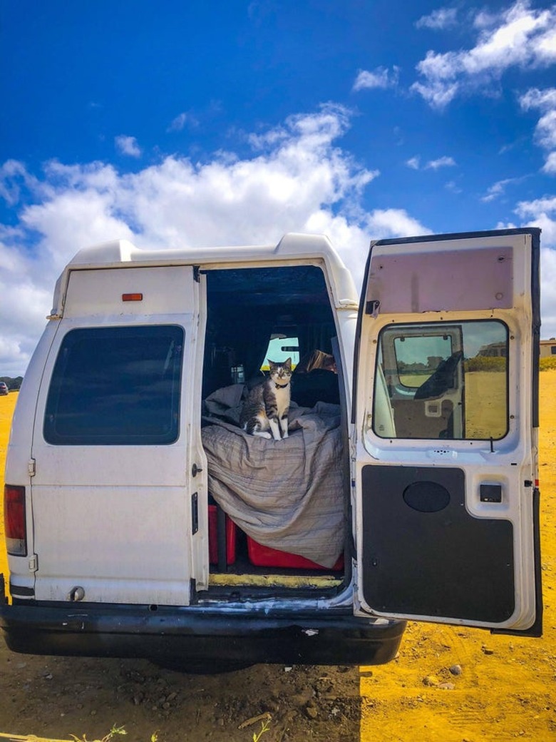 Cat in the back of a camper van.