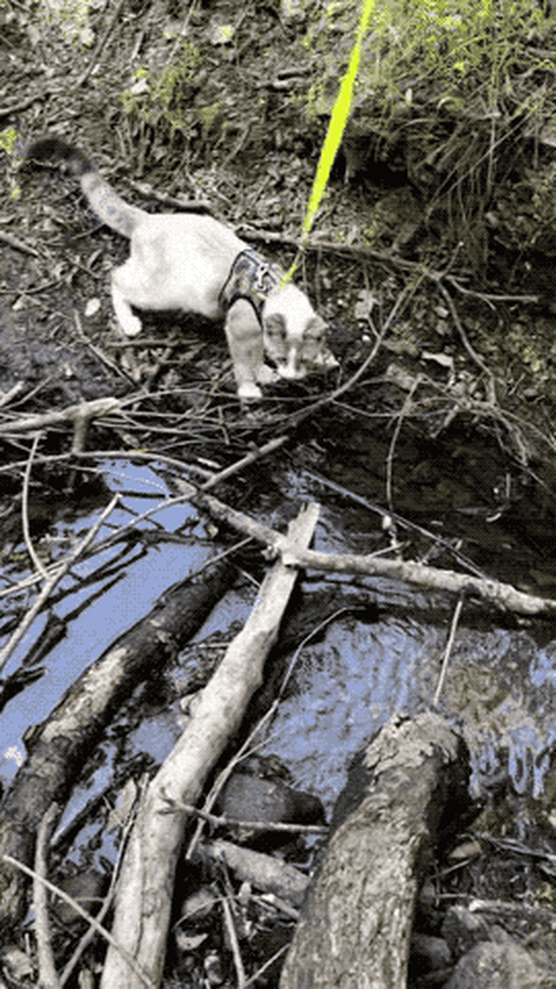 cat finds way across stream