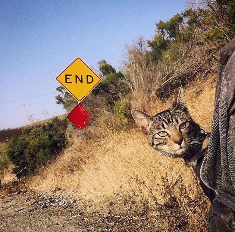 Cat in a backpack