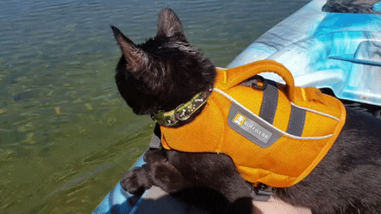 cat in boat looking for fish