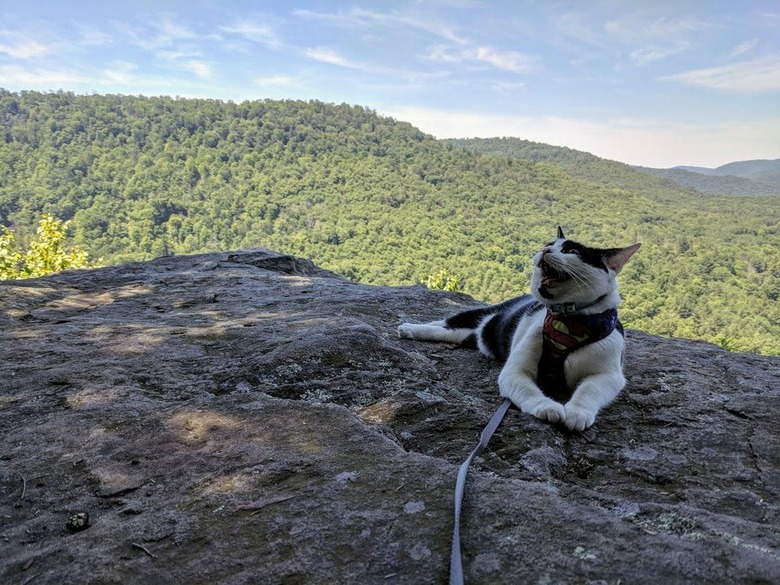 Cat meowing on a mountaintop.