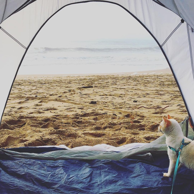 Cat in a tent looking at the ocean