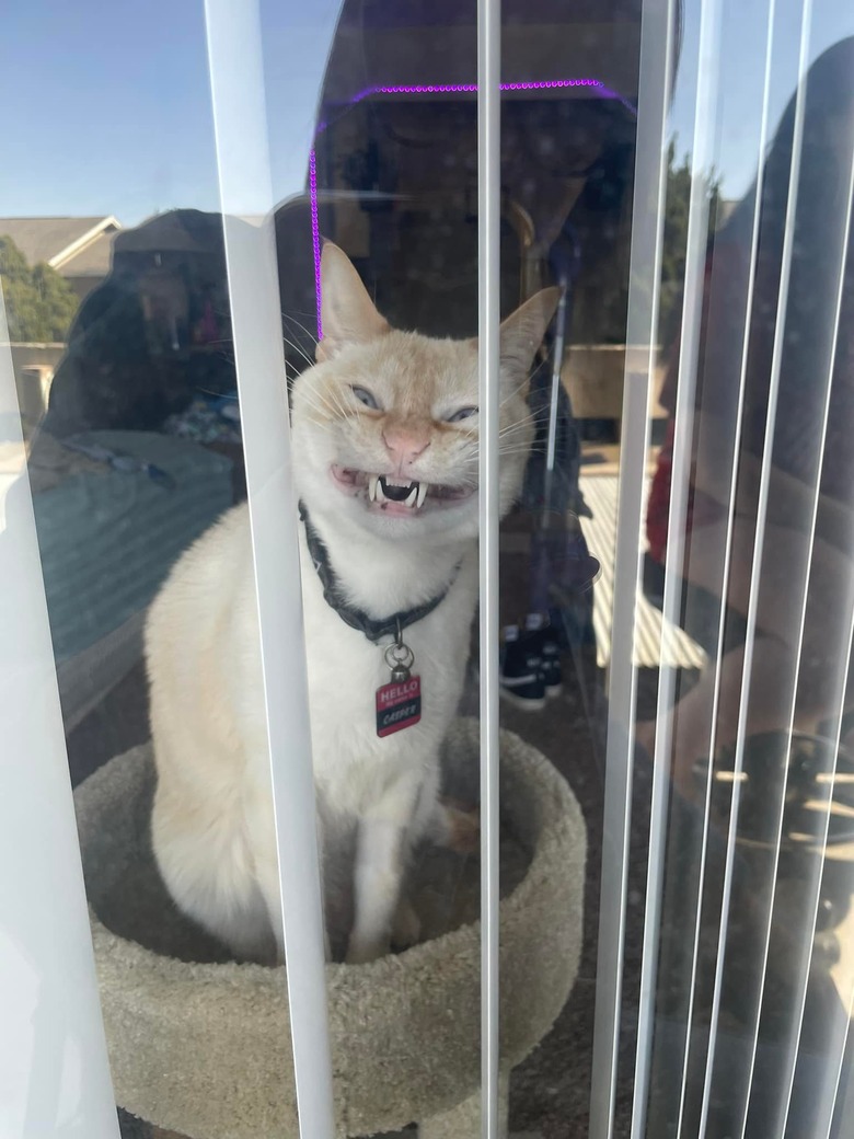 cat shows teeth in photograph