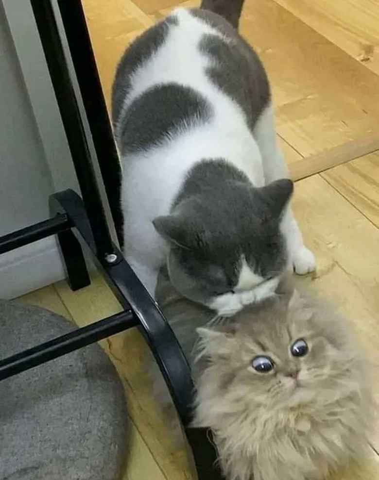 cat sneaks up on other cat