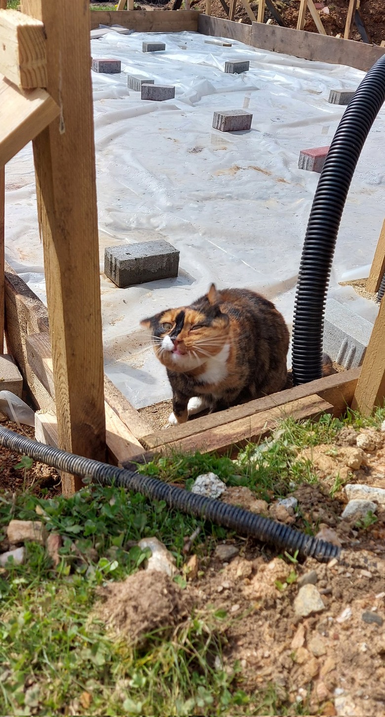 cat shaking head outdoors