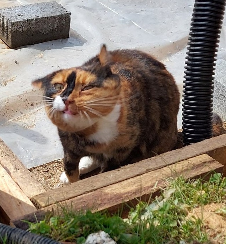 cat shaking coat dry