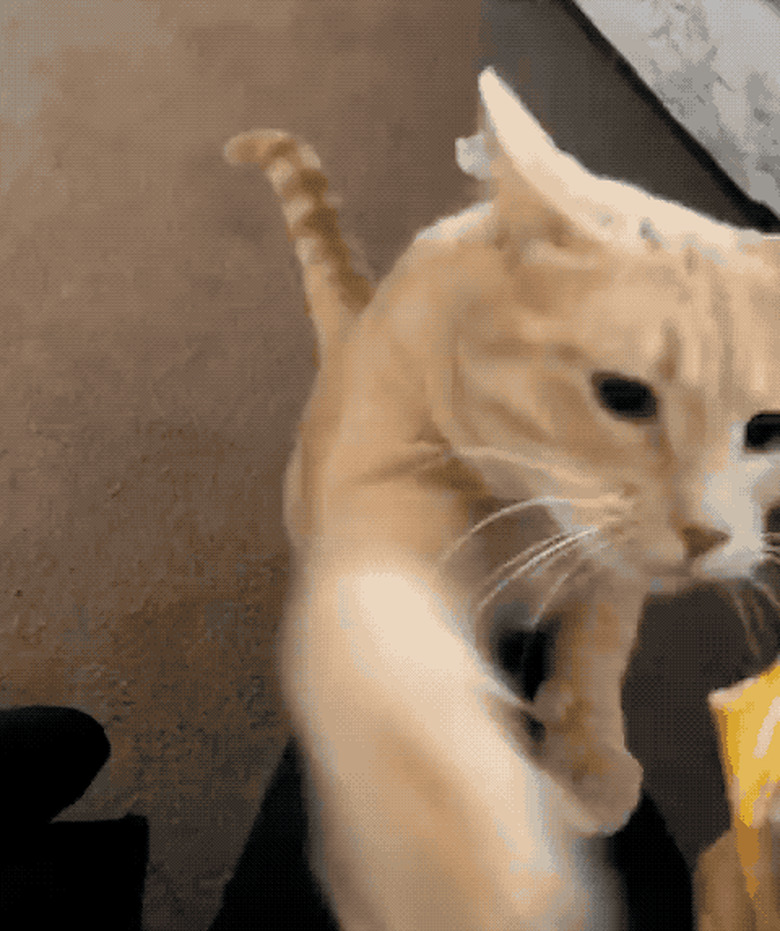 cat nibbles on yogurt stick