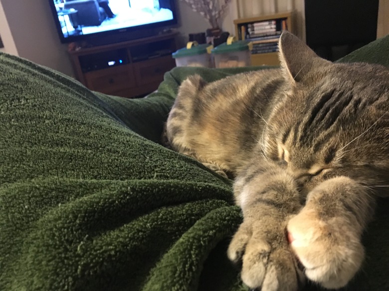 Cat super comfy asleep on a person