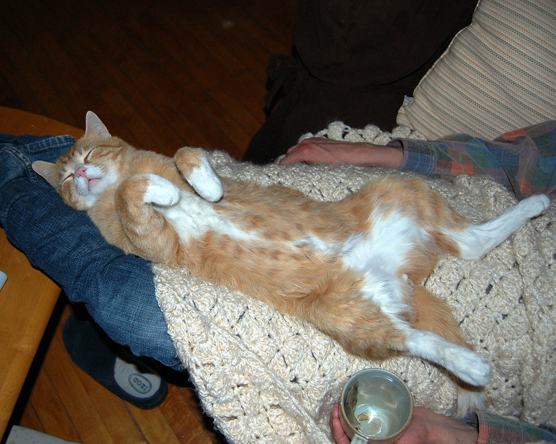 Cat asleep on lap