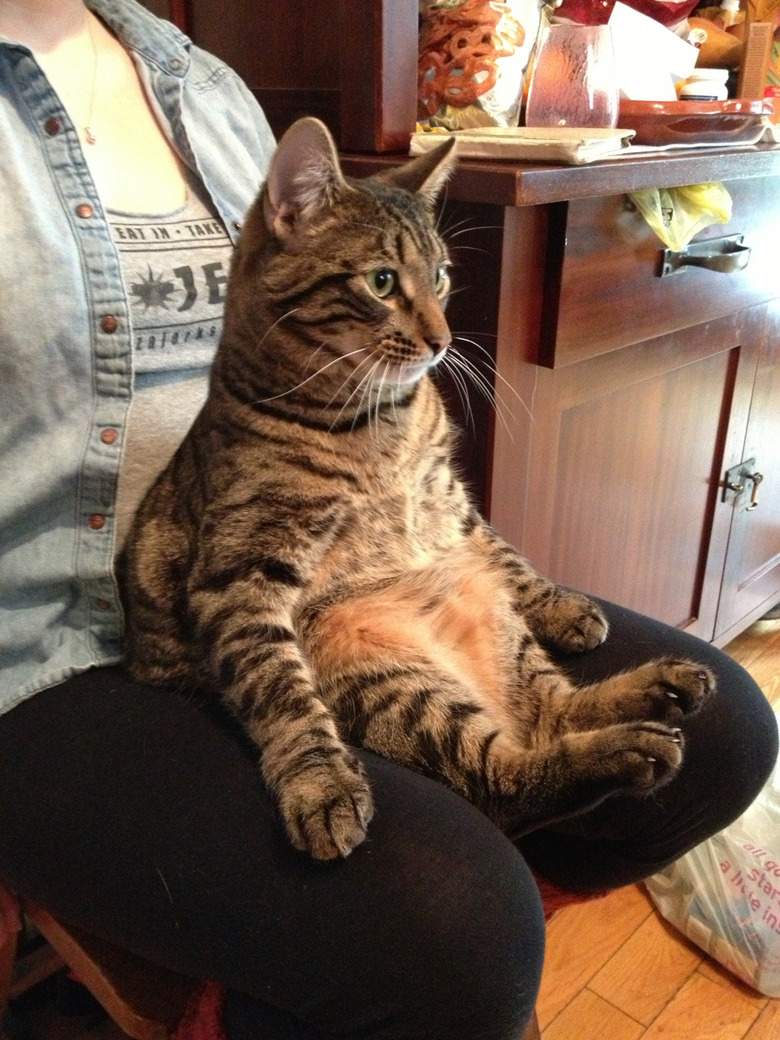 Cat sitting in lap like a baby