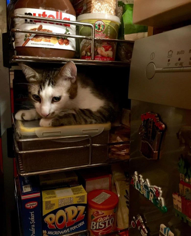 A cat is resting on a tupperware on the middle shelf of a pantry.