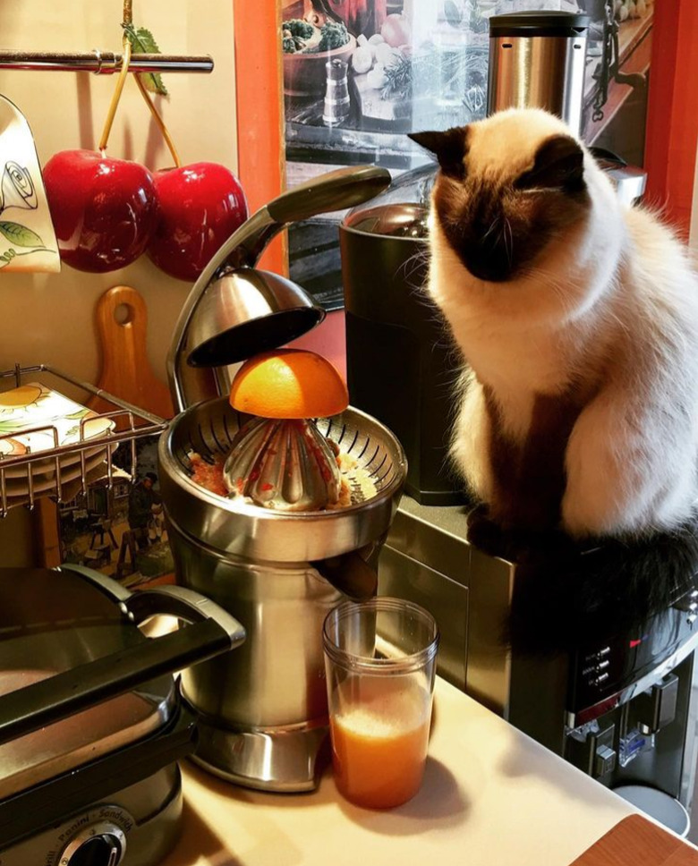 Fluffy cat sitting on a counter, supervising an orange juicer being used to make juice.