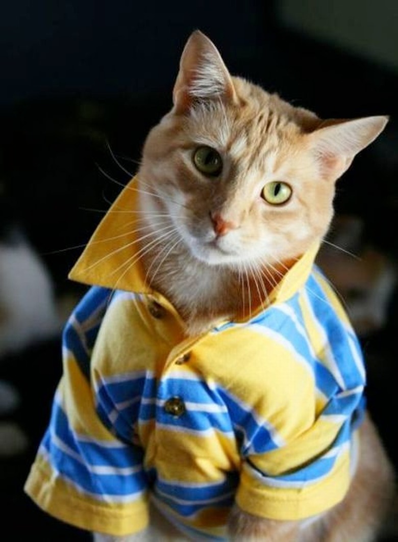 Cat wearing a polo shirt with the collar popped.