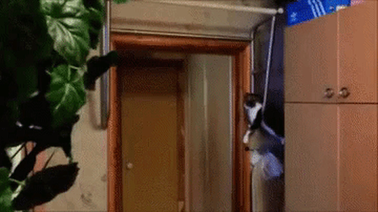 bro cat encourages man exercising to do more pullups