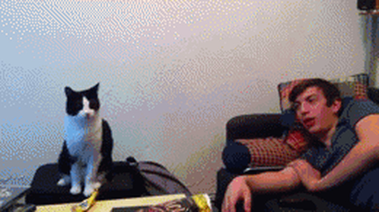 cat gives man high five