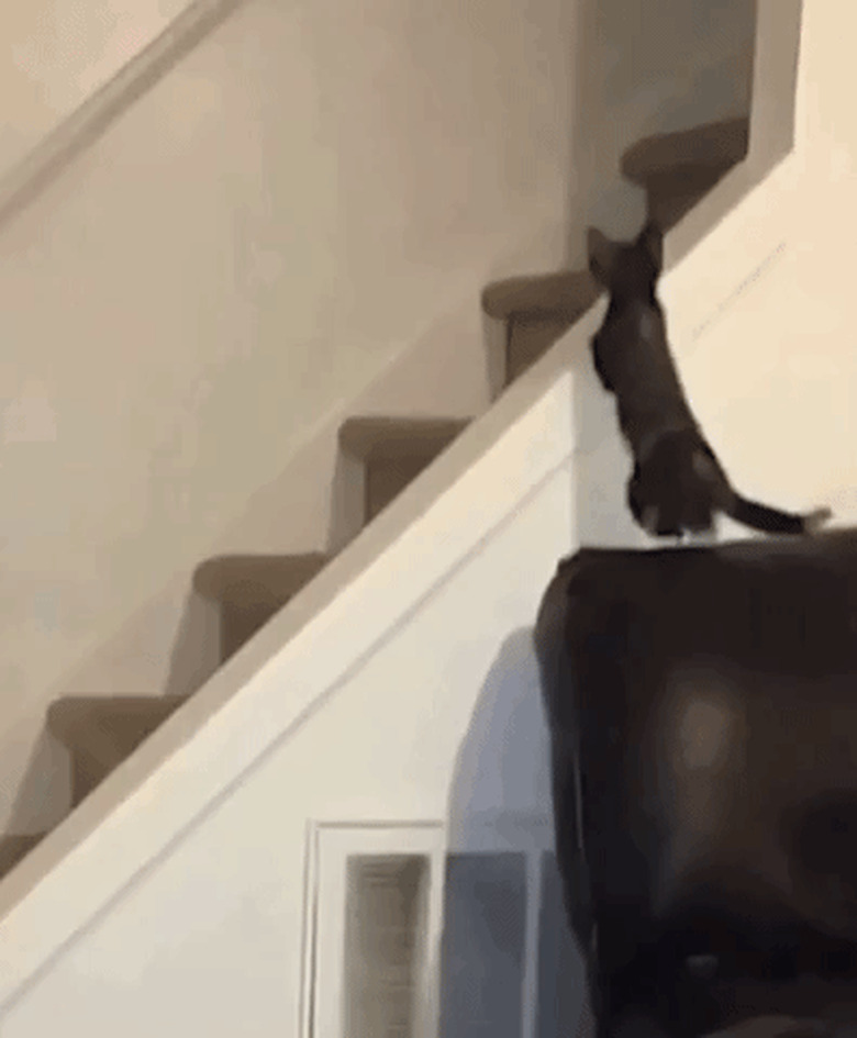 cat slides on stair railing