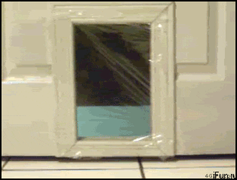 cat pranked with shrink wrap over cat door