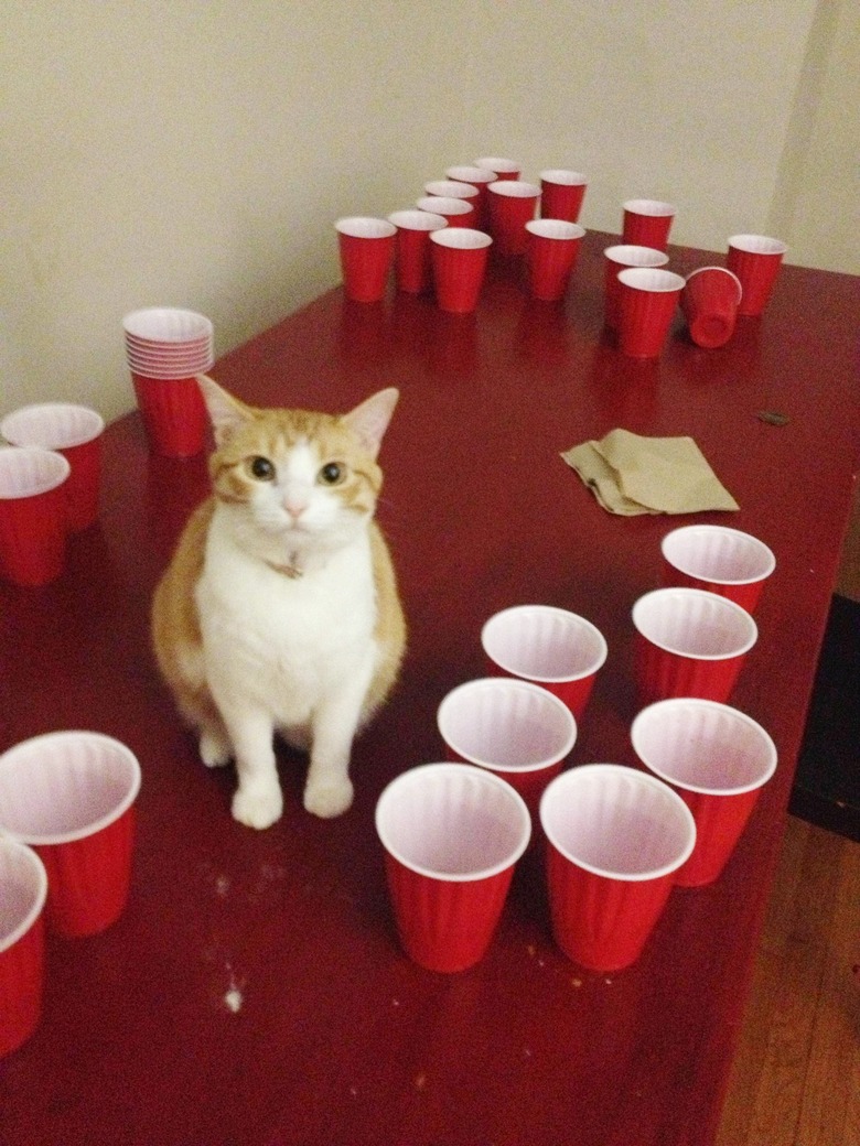 bro cat wants to play beer pong