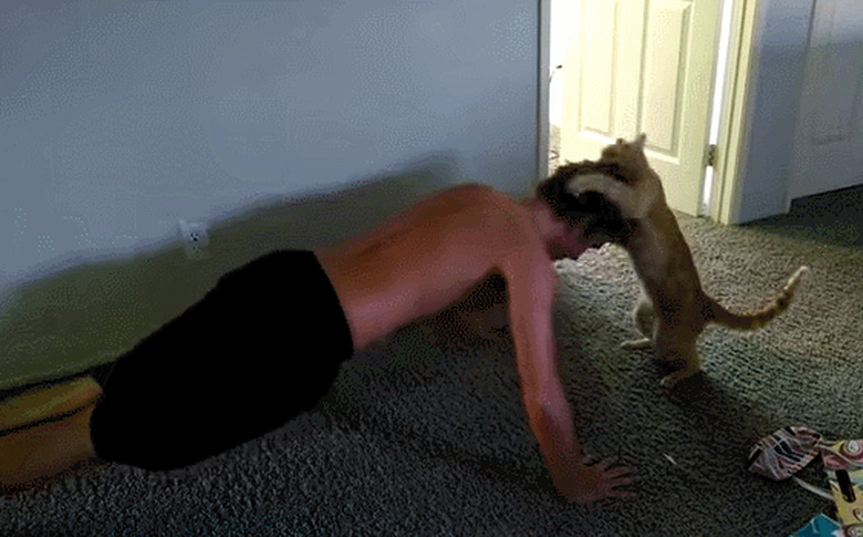 bro cat helps man do pushups