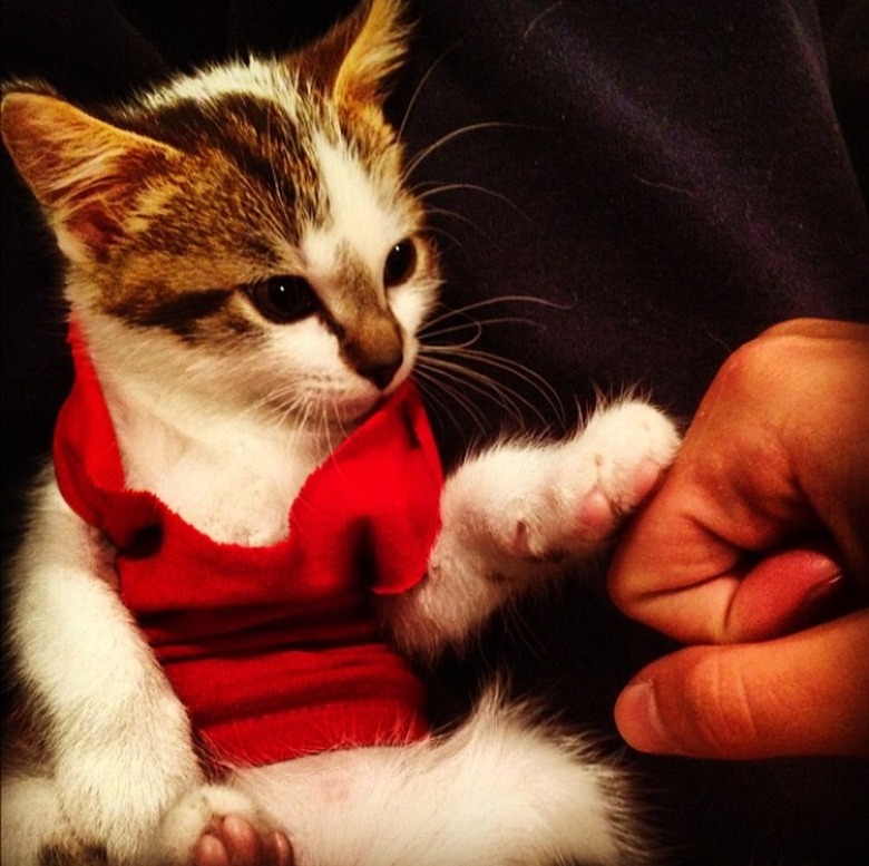 Kitten wearing tank top and fist-bumping a human.