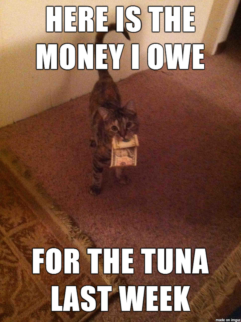 Cat holding money with caption: 