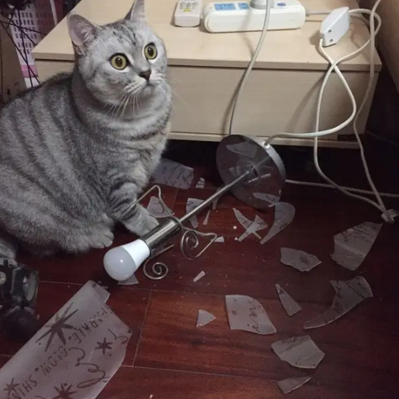 A light gray striped cat looking shocked as they stand in front of a shattered lamp.