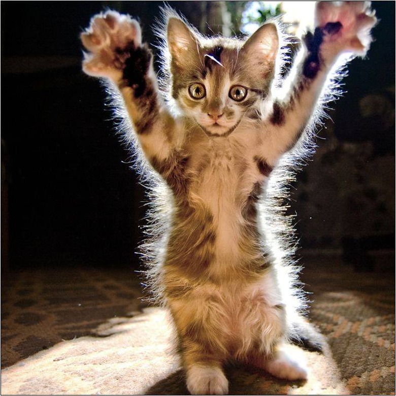 Paws Up Cat