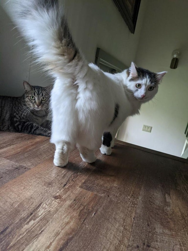 Rear view of fluffy white cat