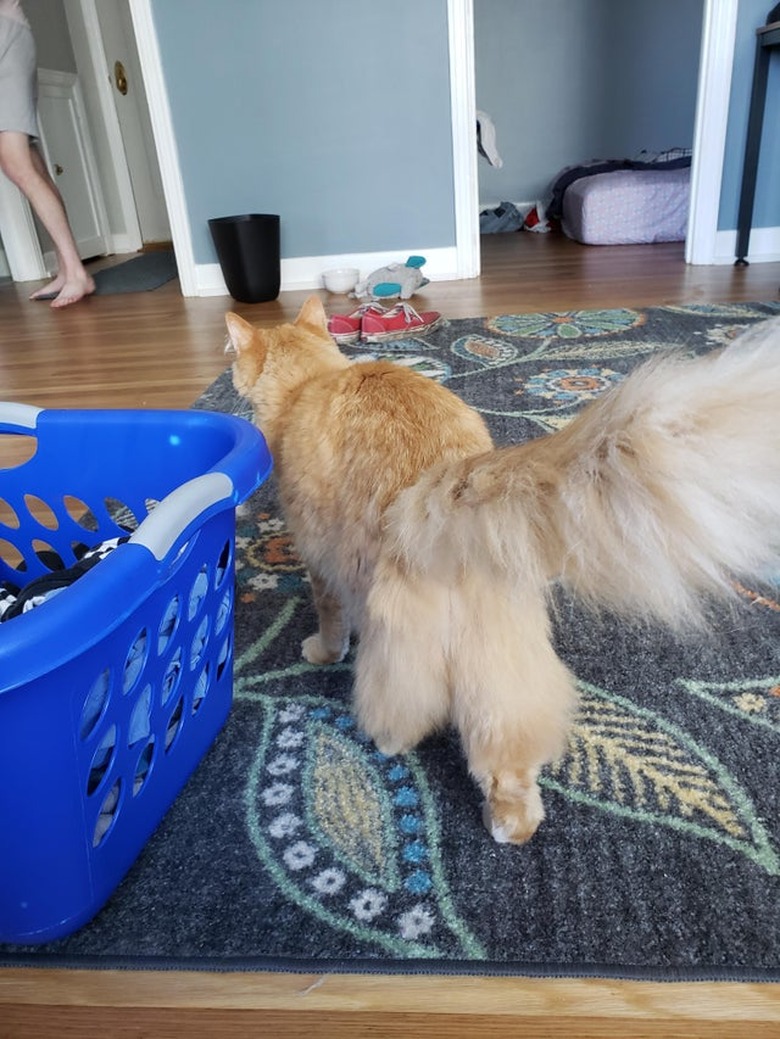 Rear view of fluffy orange cat