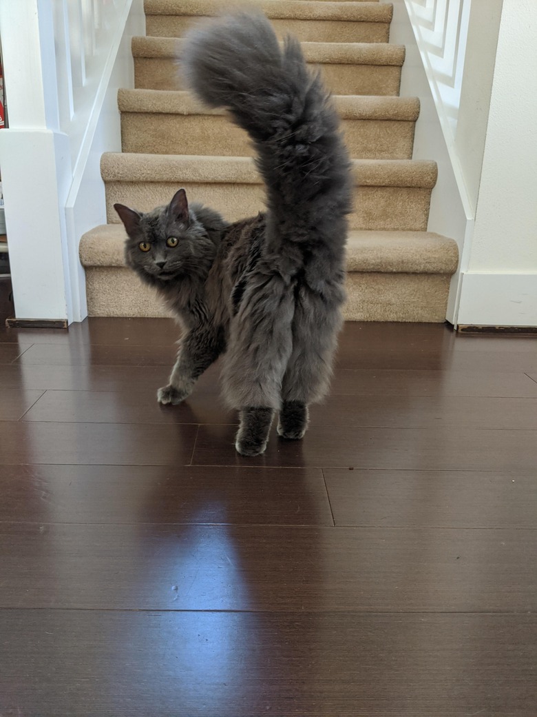 Rear view of fluffy gray cat looking over its shoulder