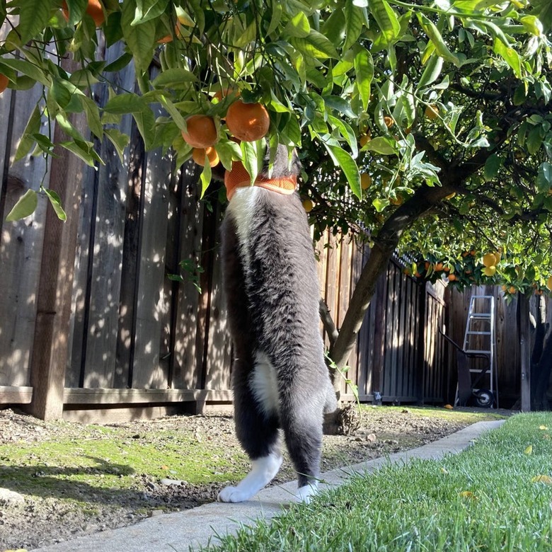 Cat with gray belly and white feet standing on its back legs