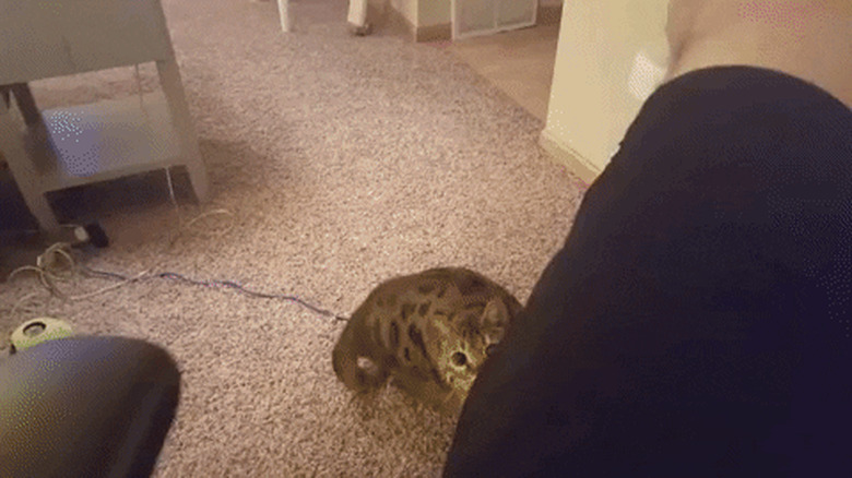 cat doesn't understand fetch