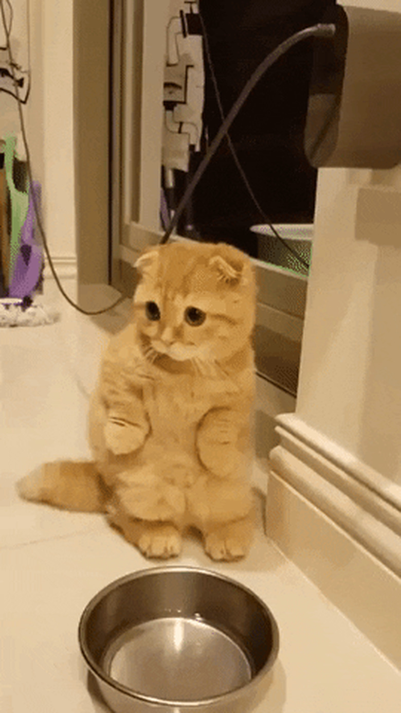 orange cat stands on hind legs