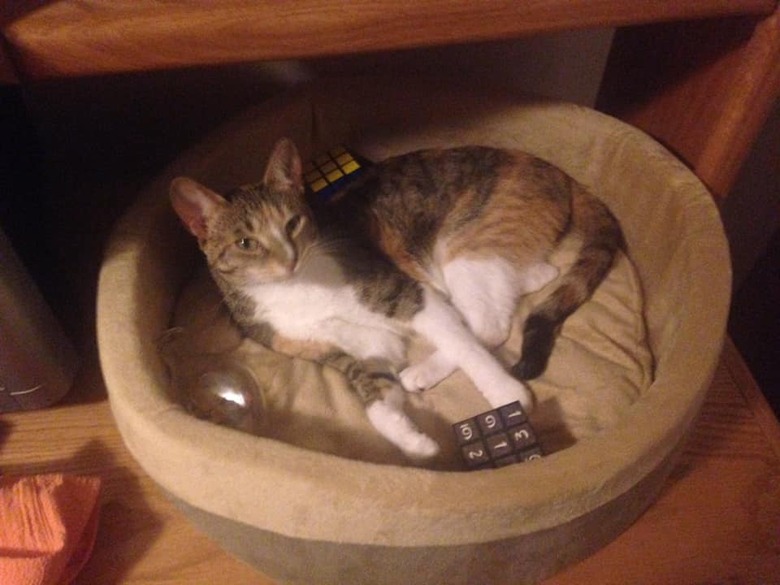 Cat with two Rubik's Cubes