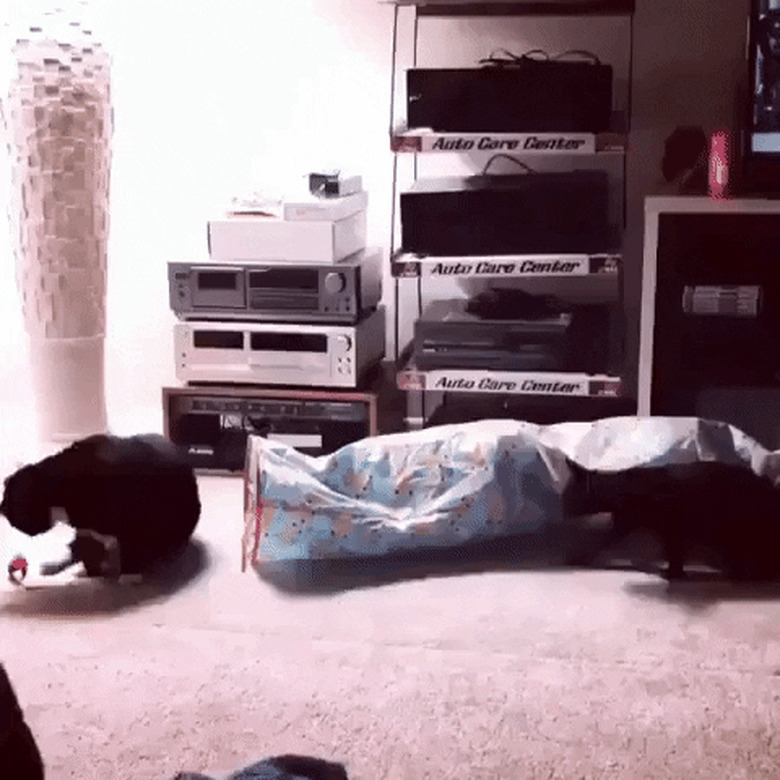 cat sneaks up on other cat