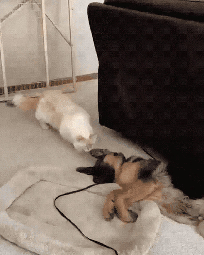 cat tries to wake up sleeping dog