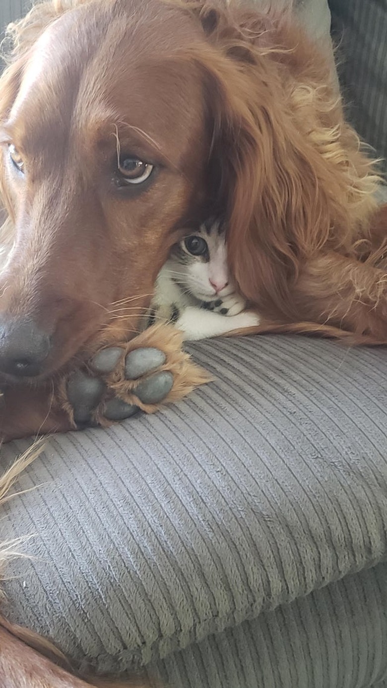 Kitten curled underneath dog's ear