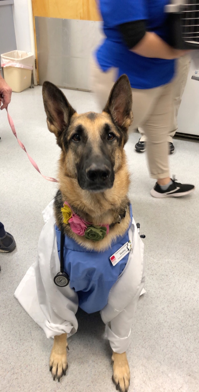 Dog in scrubs and lab coat