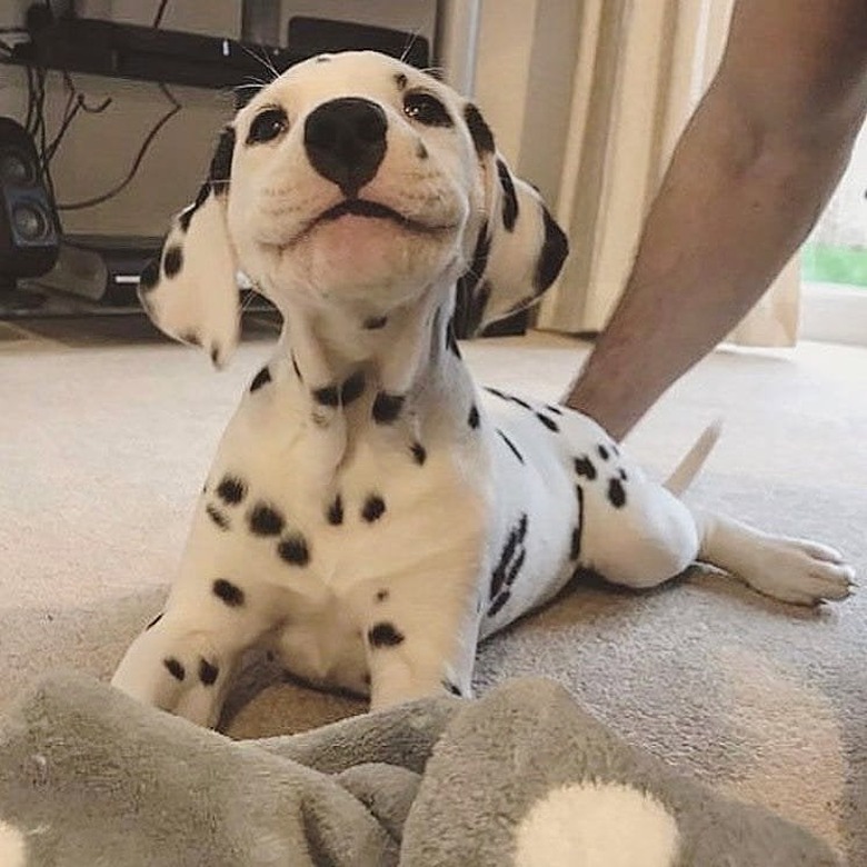 Dalmatian puppy