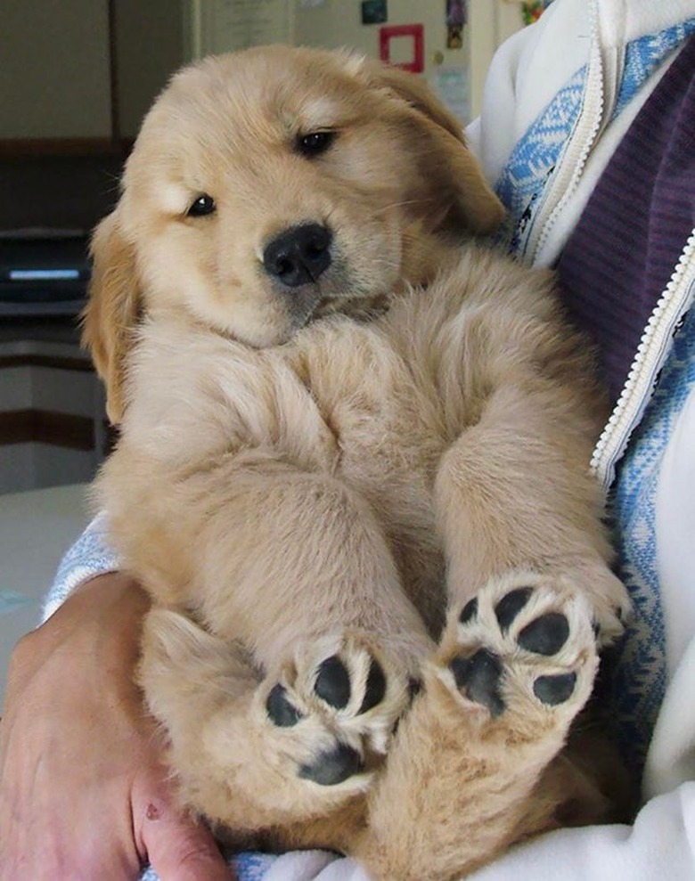 Golden retriever puppy