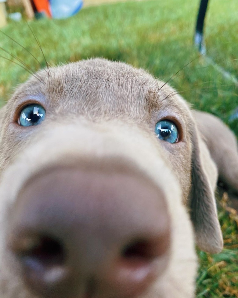 Puppy with nose close to camera