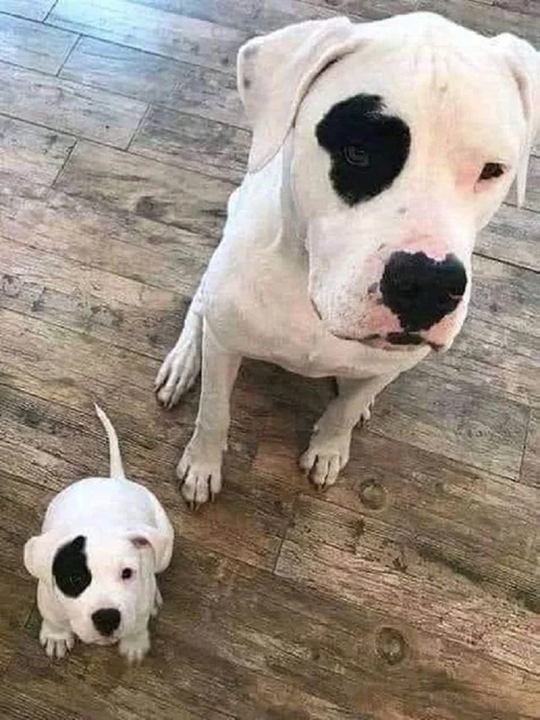 Dog and puppy with matching black spots over left eye