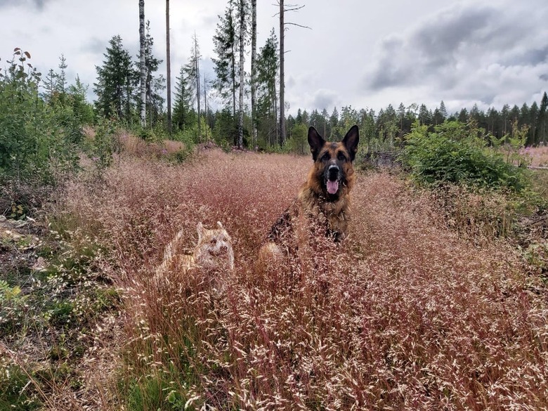 Two dogs in tall grass, one almost completely hidden