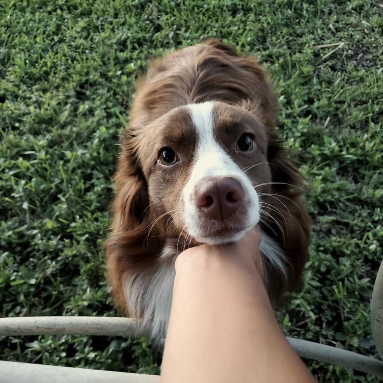 Dog looking up lovingly