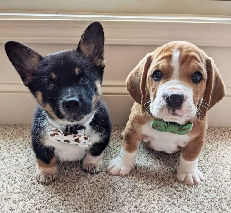 Two puppies wearing bow ties