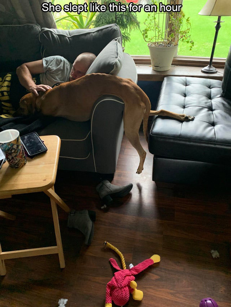 Dog sleeping draped over couch arm