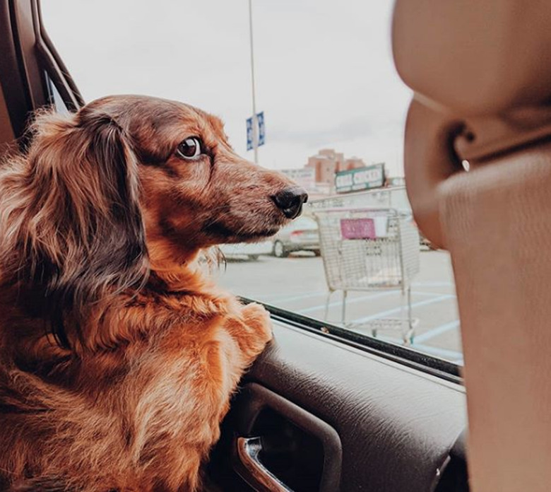 A dachshund is looking out a car window.