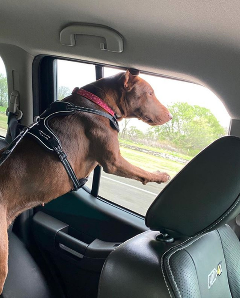 A bullterrier standing up in the backseat of a car.