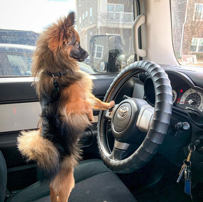 A dog is standing in the driver's seat of a car.