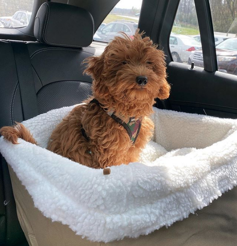 A dog is in a comfy basket in the backseat of a car.